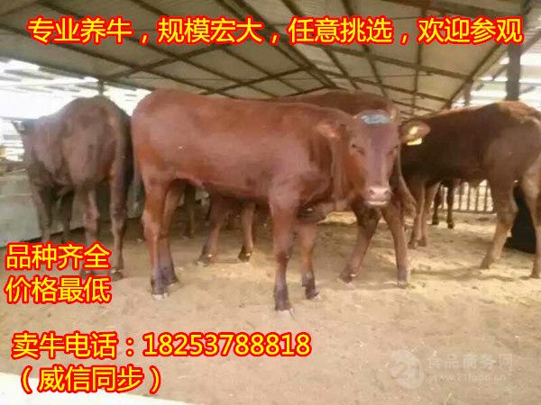 strong/pڻţļ۸./strong