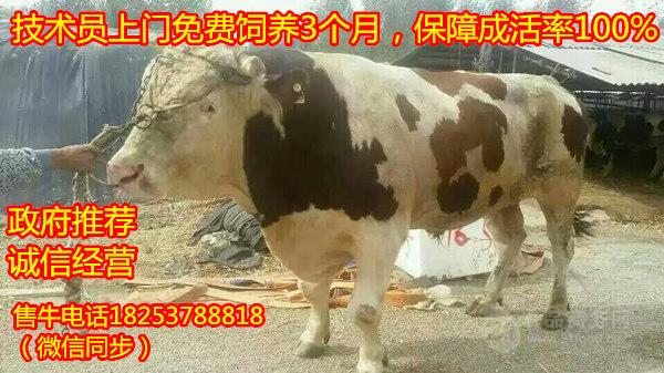 strong/pڻţļ۸./strong