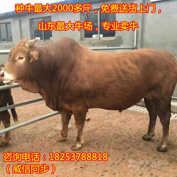strong/pڻţļ۸./strong